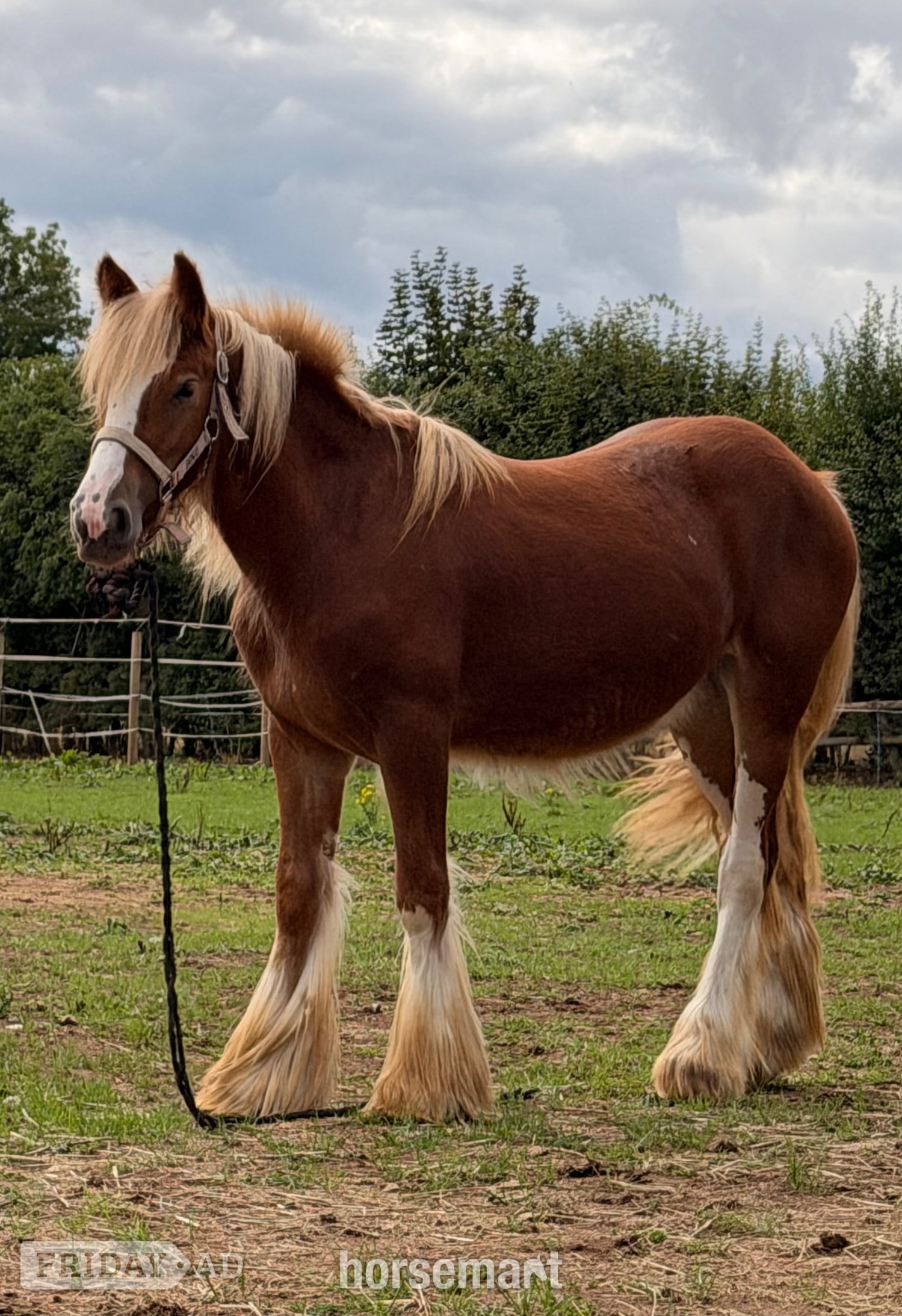 "Hermits miss Scarlett " Chestnut Filly Cob/Heavy Horse