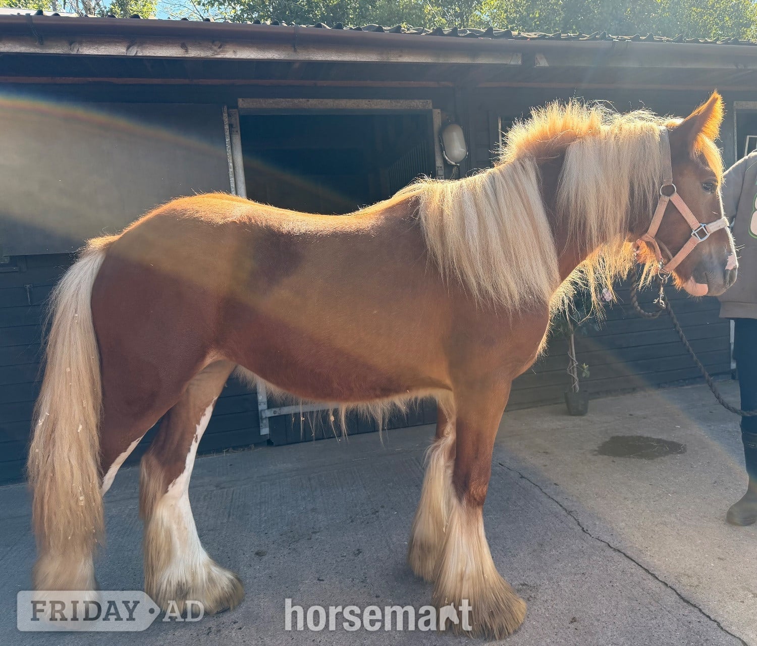 Wolverhampton "Hermits miss Scarlett " Chestnut Filly Cob/Heavy Horse
