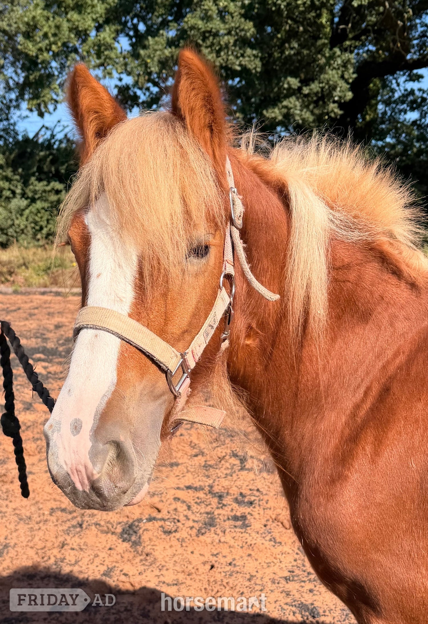 "Hermits miss Scarlett " Chestnut Filly Cob/Heavy Horse - Horses in Wolverhampton