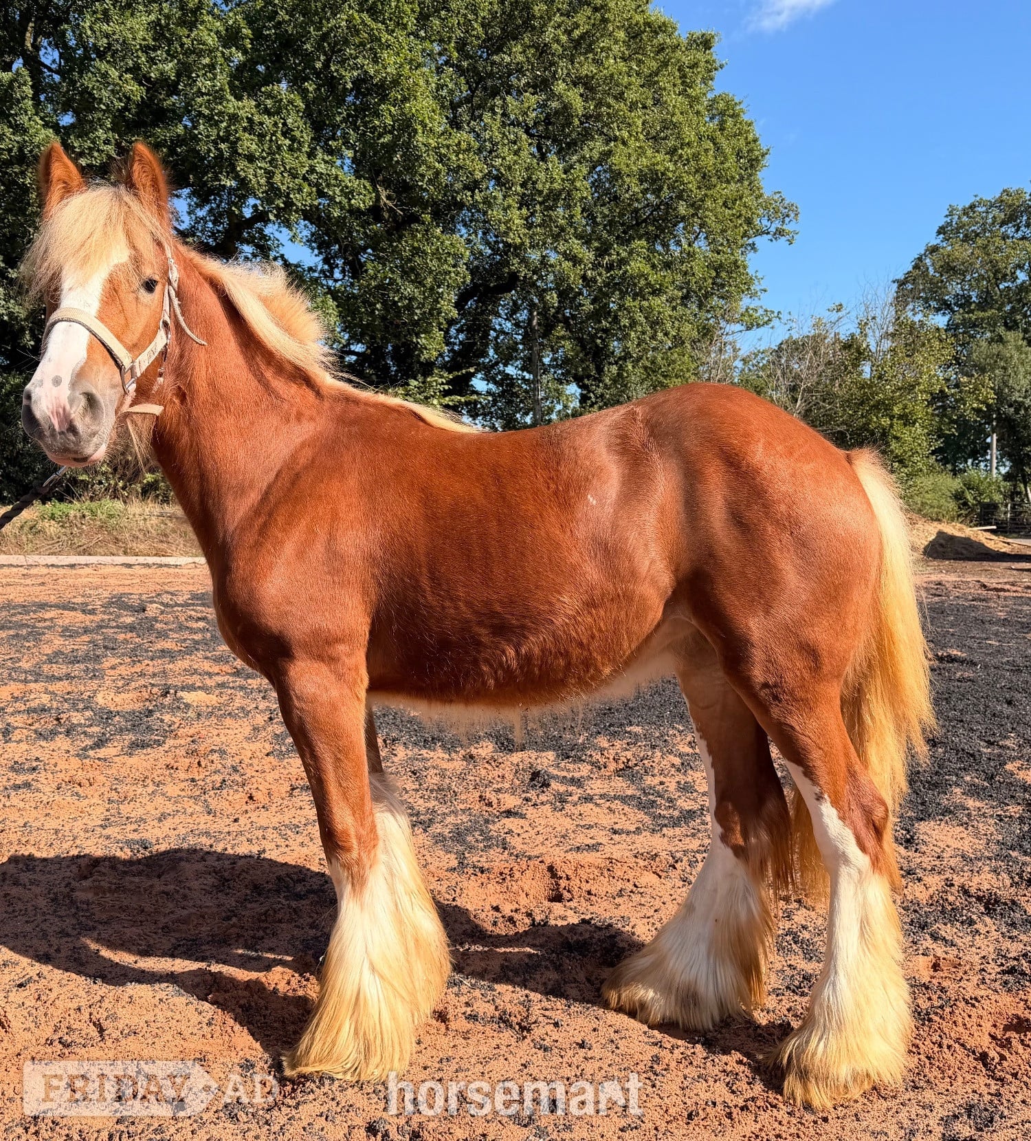 "Hermits miss Scarlett " Chestnut Filly Cob/Heavy Horse - Horses