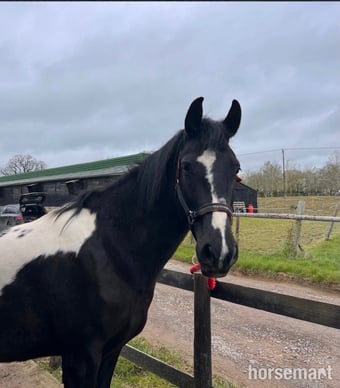 "River" Coloured Mare All Rounder