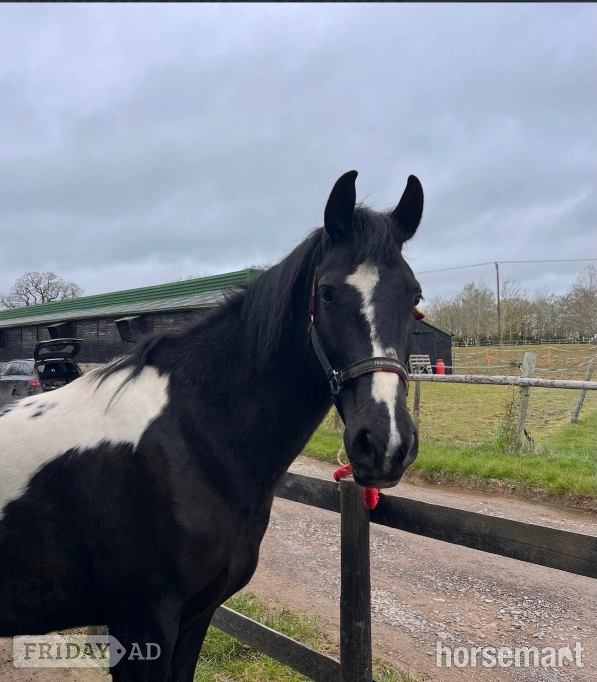 "River" Coloured Mare All Rounder in Darwen