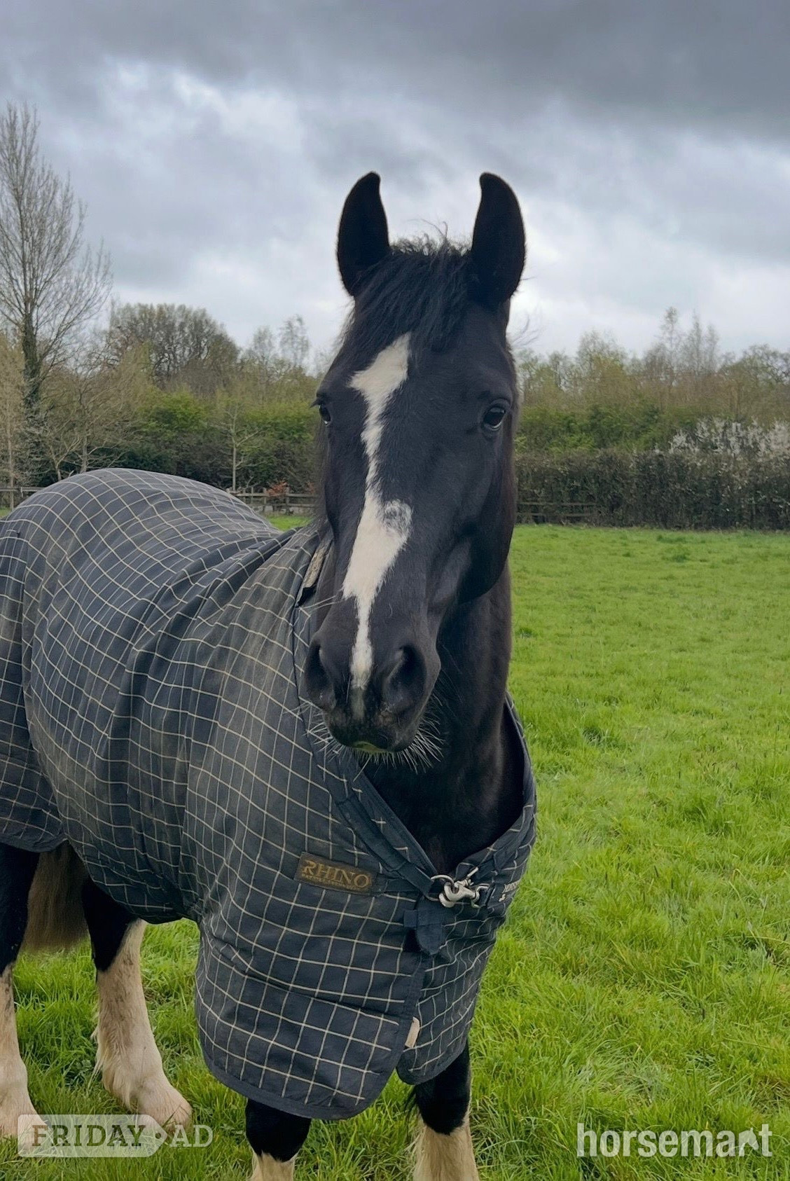 "River" Coloured Mare All Rounder