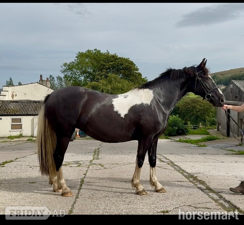 Darwen "River" Coloured Mare All Rounder