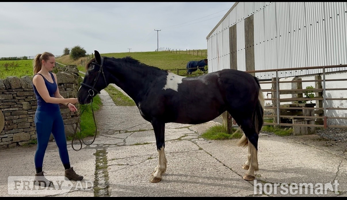 "River" Coloured Mare All Rounder - Horses in Darwen