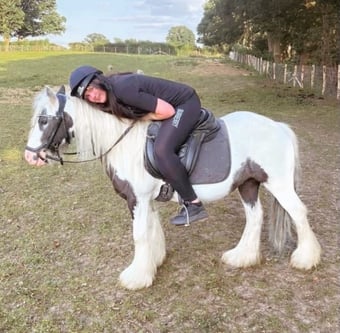 "Storm" Coloured Gelding Cob/Heavy Horse