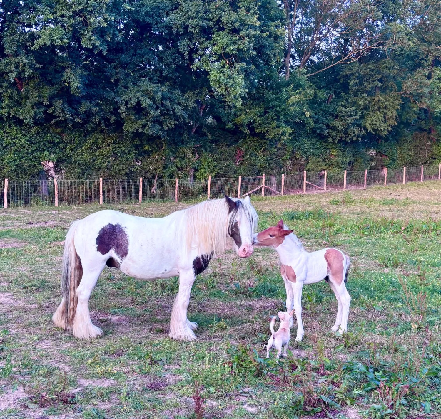 "Storm" Coloured Gelding Cob/Heavy Horse