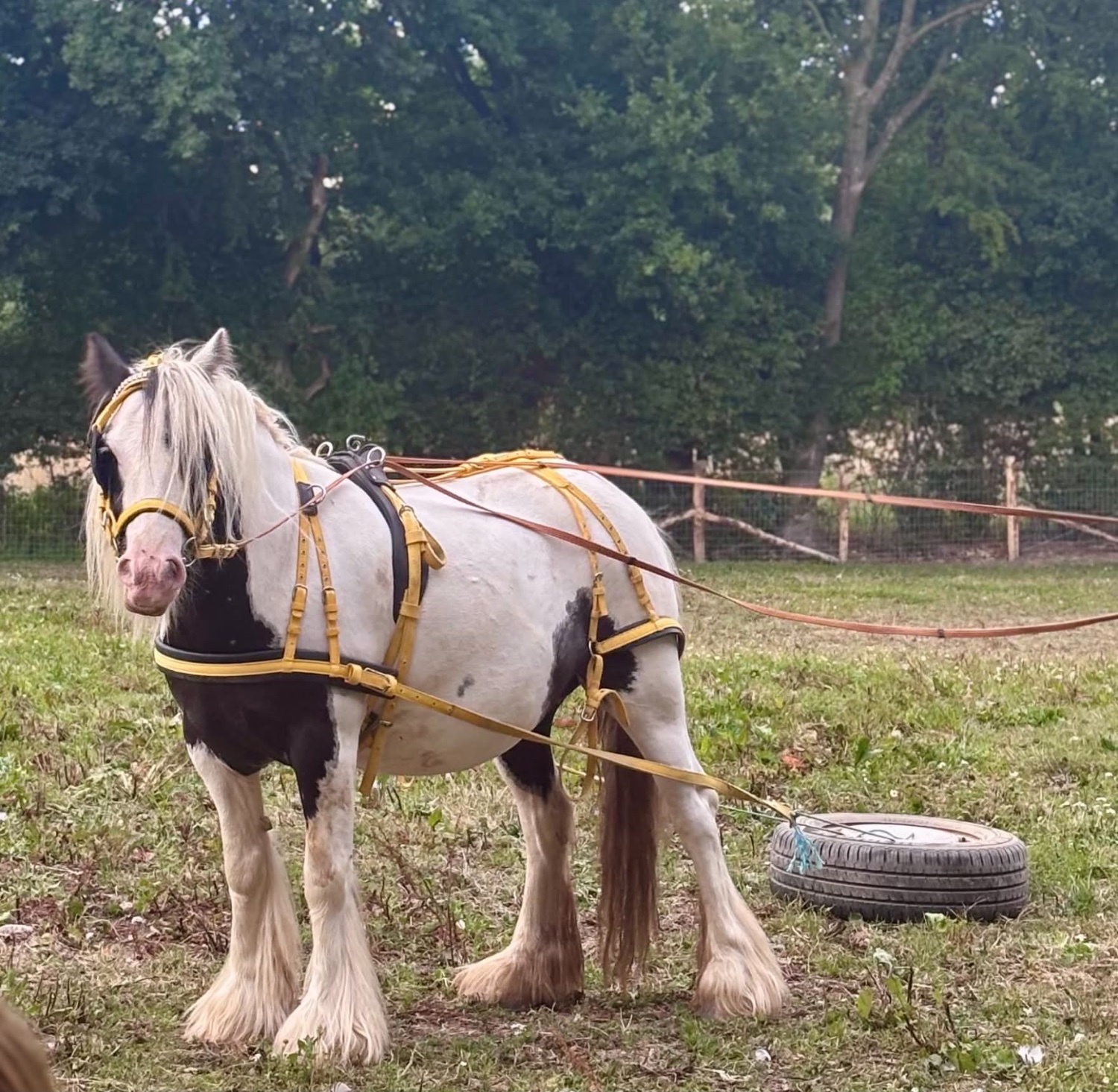 Ashford "Storm" Coloured Gelding Cob/Heavy Horse
