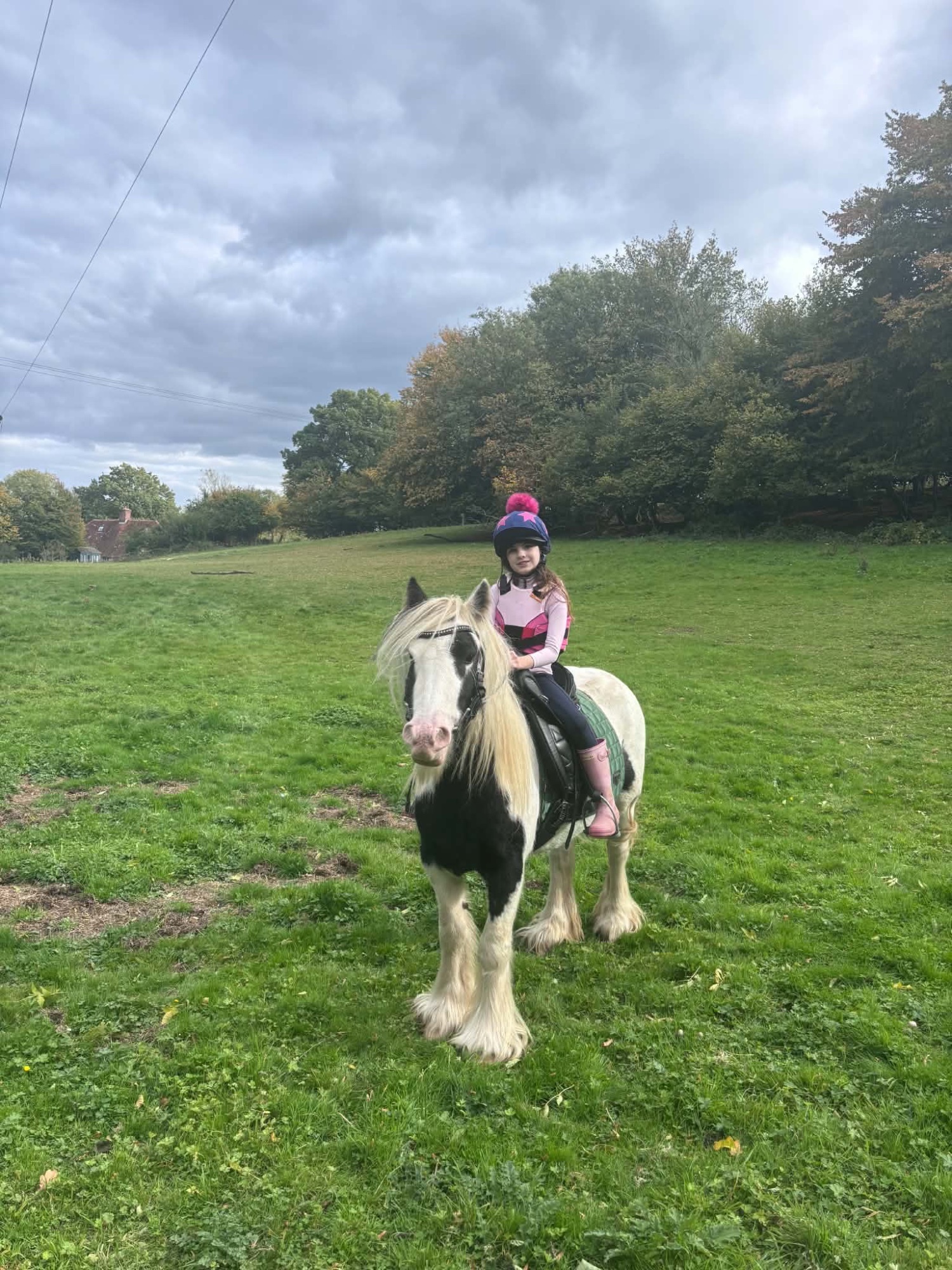 "Storm" Coloured Gelding Cob/Heavy Horse - Horses in Ashford