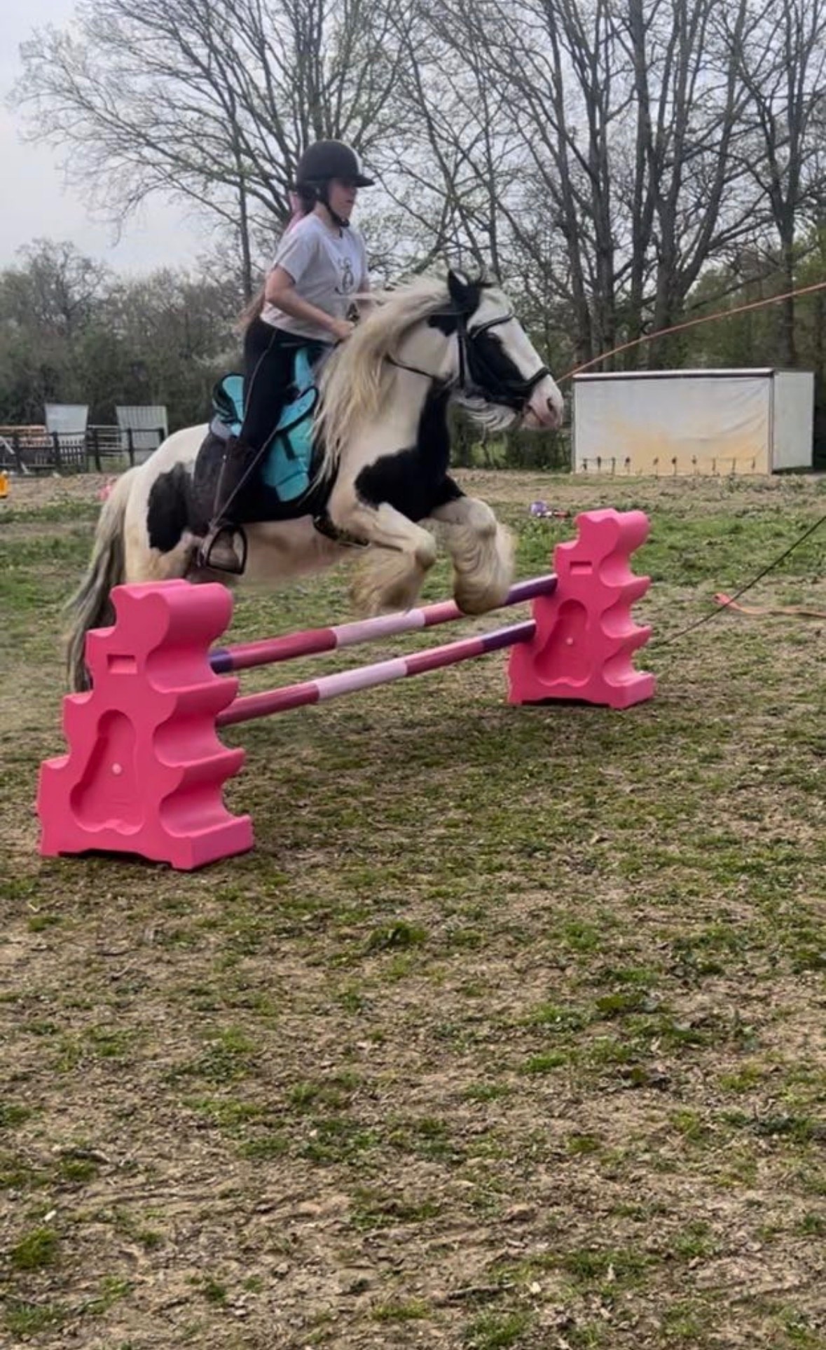 "Storm" Coloured Gelding Cob/Heavy Horse - Horses