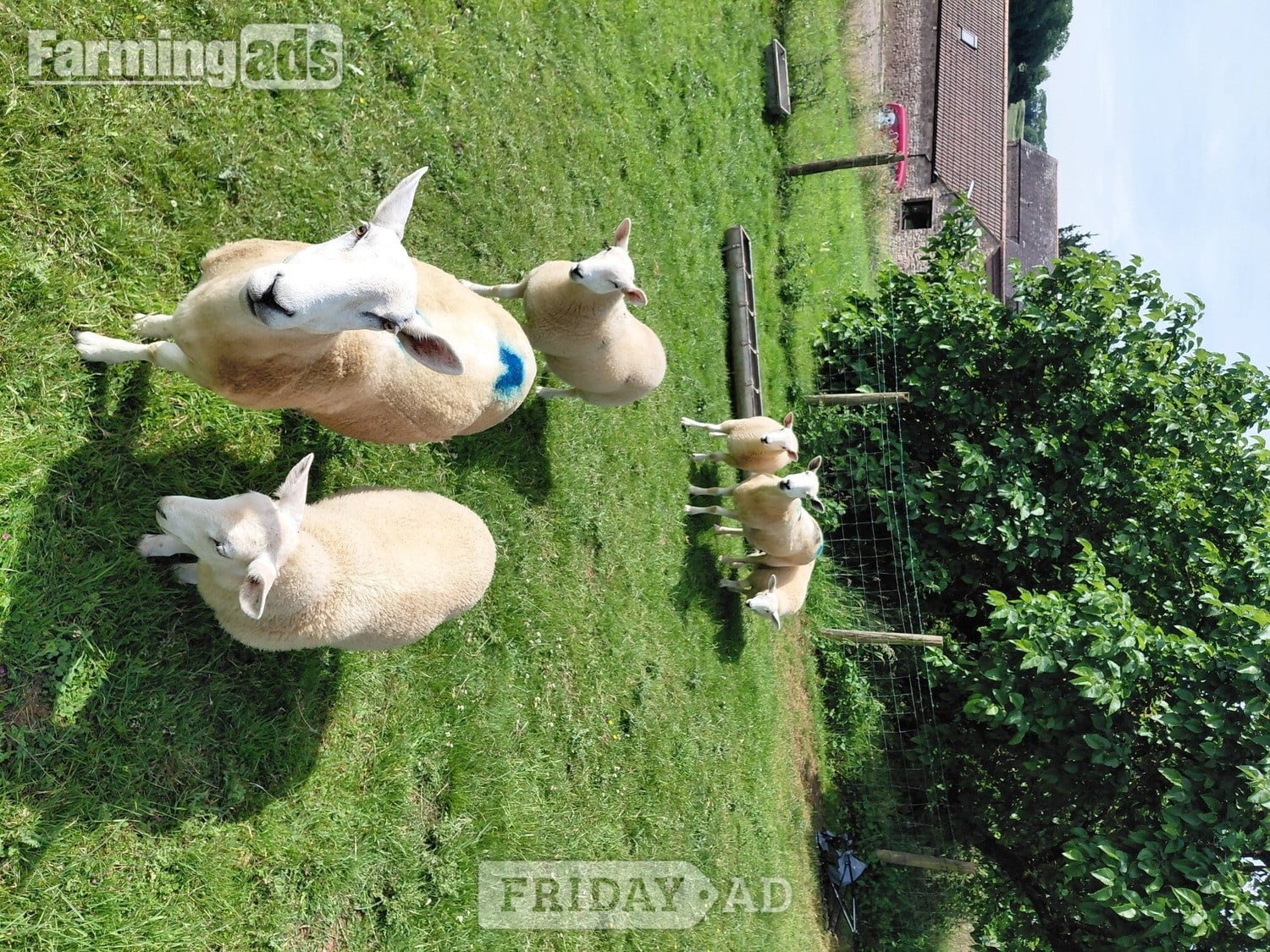 Ive got 3 beautiful Welsh mule / Texel ewe lambs  in Caerleon