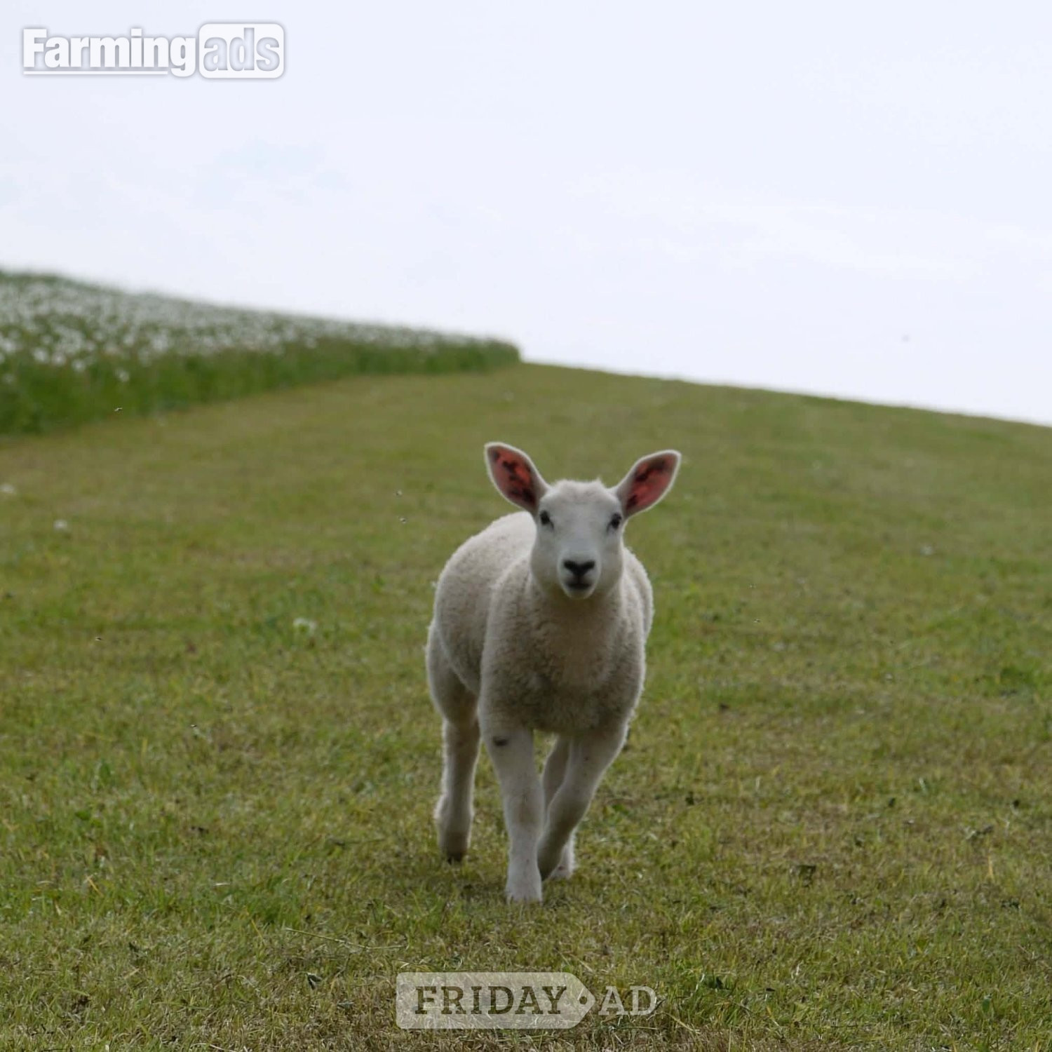 Ive got 3 beautiful Welsh mule / Texel ewe lambs 