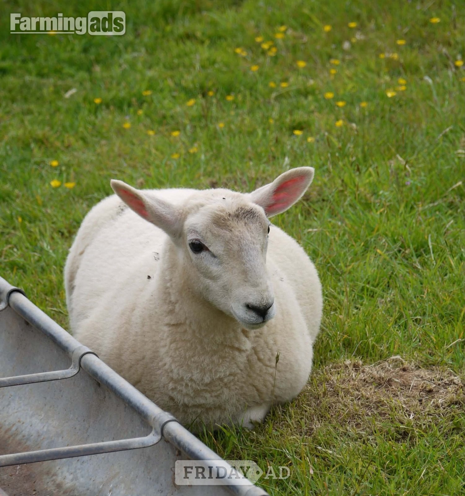 Caerleon Ive got 3 beautiful Welsh mule / Texel ewe lambs 