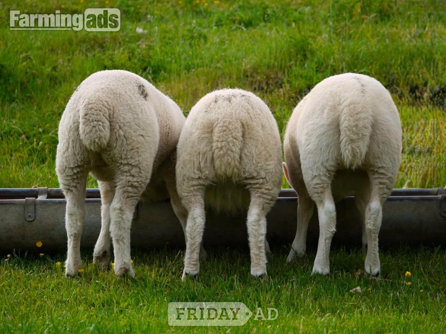 Ive got 3 beautiful Welsh mule / Texel ewe lambs  - Livestock in Caerleon