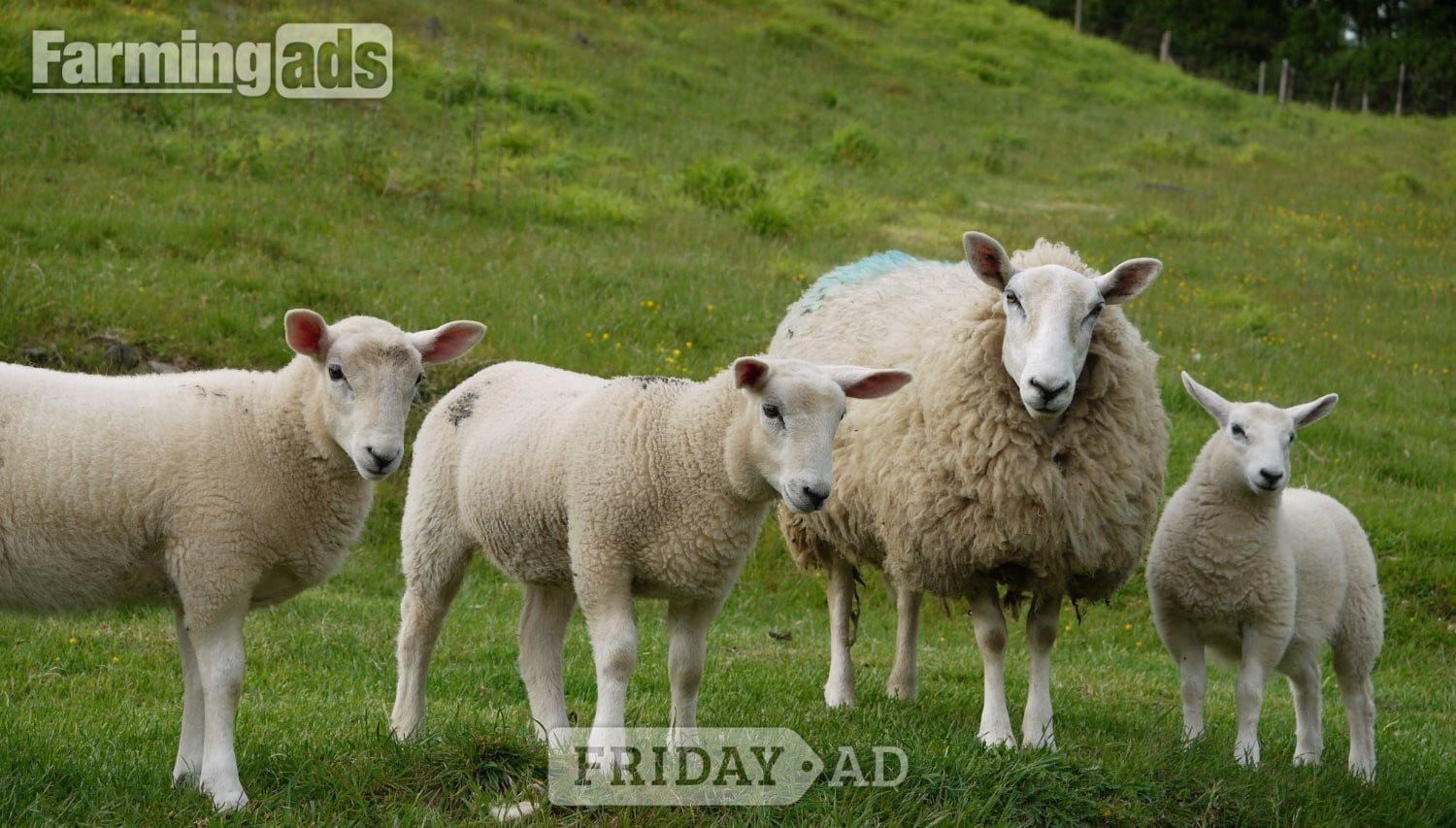 Ive got 3 beautiful Welsh mule / Texel ewe lambs  - Livestock