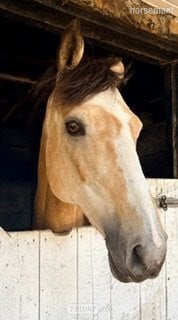 "Vegas" Dun Mare Show Jumper in Gateshead