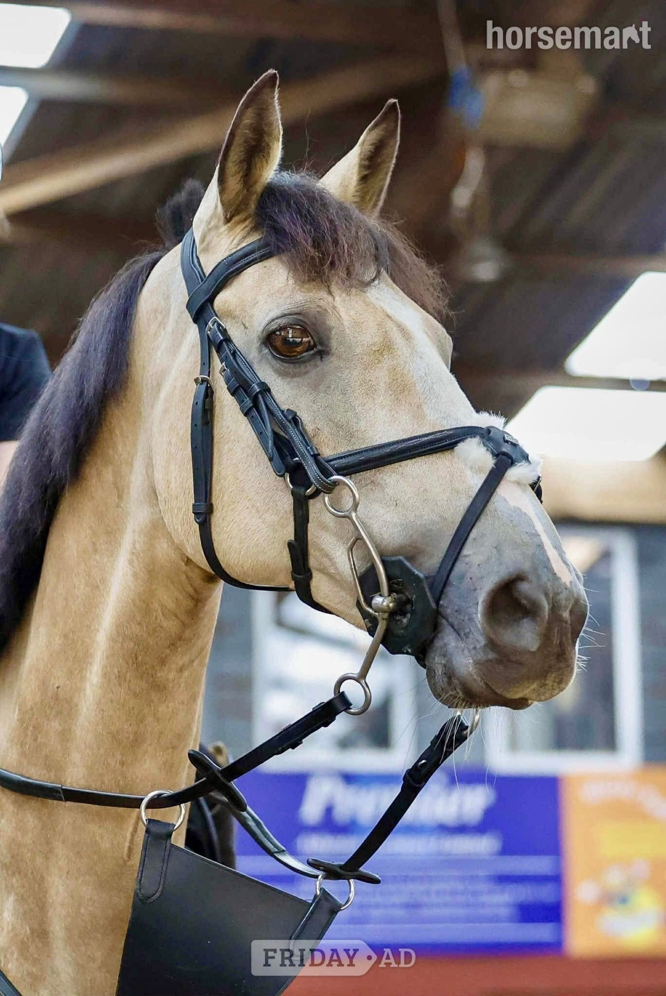 "Vegas" Dun Mare Show Jumper