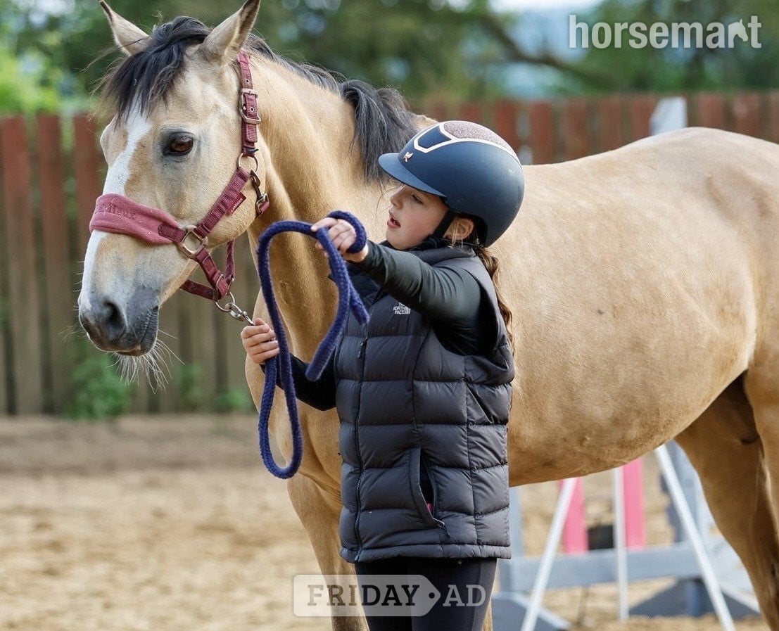 Gateshead "Vegas" Dun Mare Show Jumper