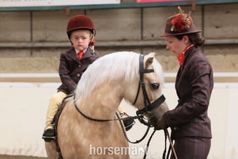 "Trefaes Glittering Leona" Palomino Mare Showing Horse