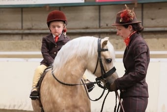 "Trefaes Glittering Leona" Palomino Mare Showing Horse