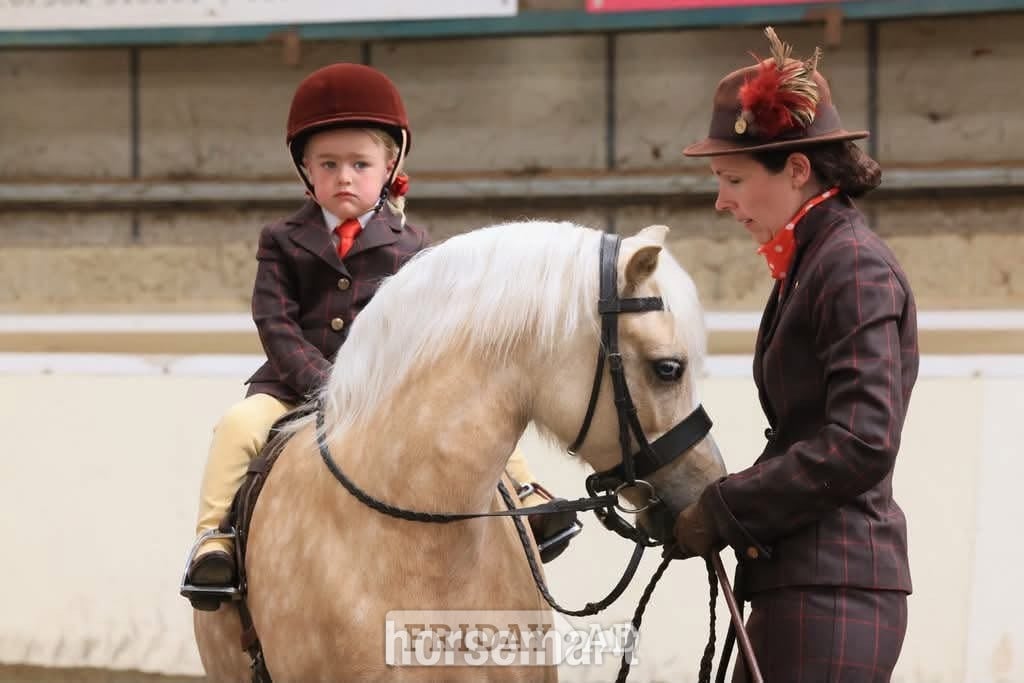 "Trefaes Glittering Leona" Palomino Mare Showing Horse in Horsham