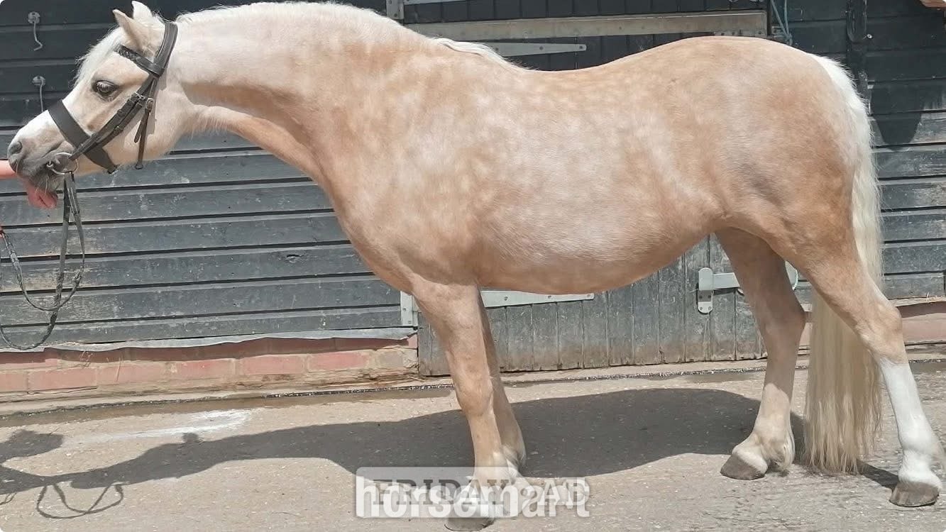 Horsham "Trefaes Glittering Leona" Palomino Mare Showing Horse