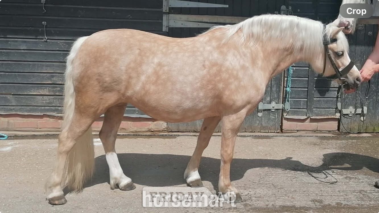 "Trefaes Glittering Leona" Palomino Mare Showing Horse - Horses in Horsham