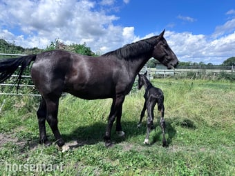 "Pure Irish draught Black Mare with Filly Foal at foot Pure " Black Mare Youngstock / Foal