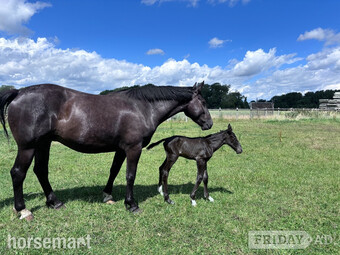"Pure Irish draught Black Mare with Filly Foal at foot Pure " Black Mare Youngstock / Foal