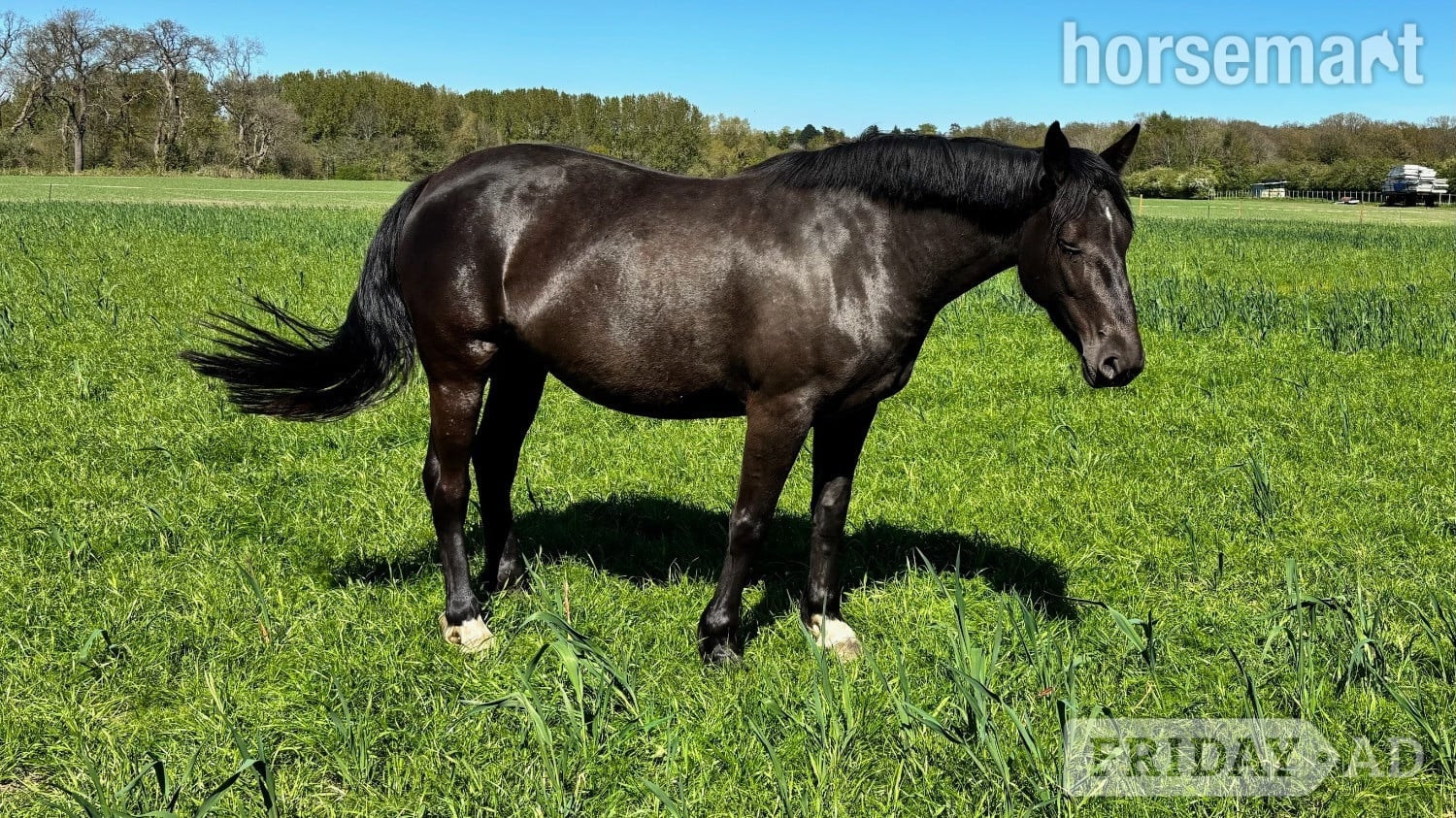 "Pure Irish draught Black Mare with Filly Foal at foot Pure " Black Mare Youngstock / Foal in Knutsford