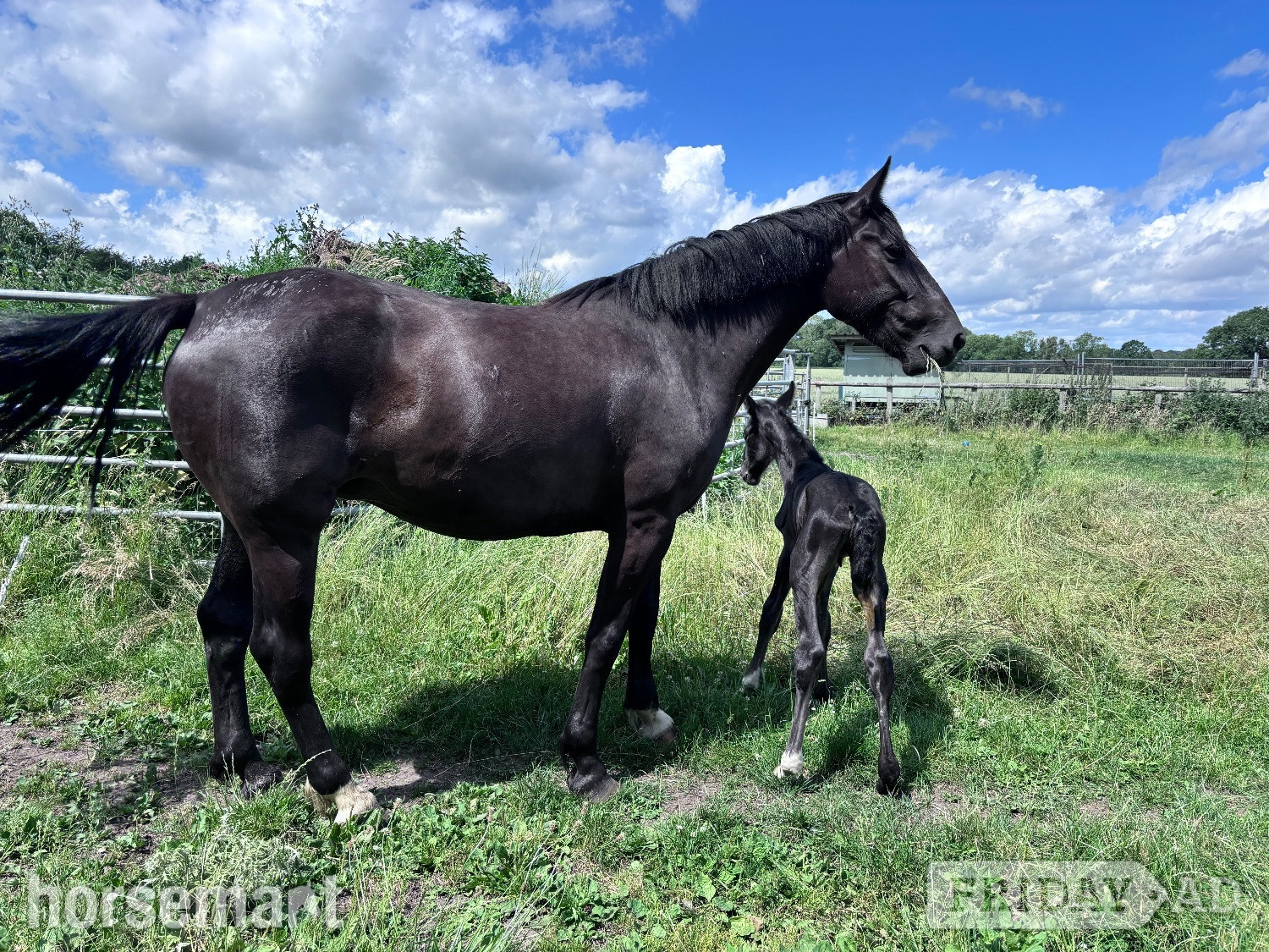 "Pure Irish draught Black Mare with Filly Foal at foot Pure " Black Mare Youngstock / Foal in Knutsford