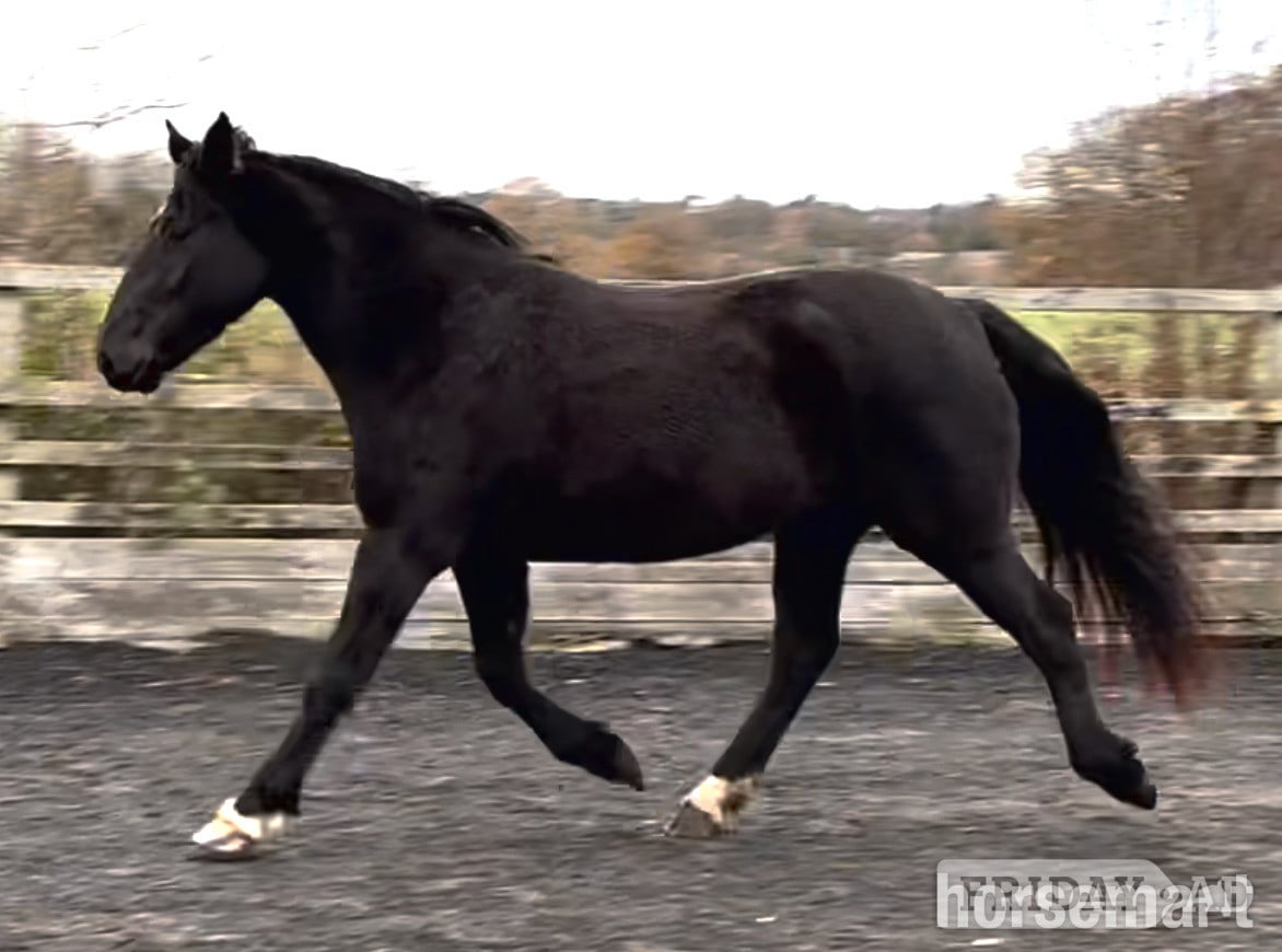 "Pure Irish draught Black Mare with Filly Foal at foot Pure " Black Mare Youngstock / Foal