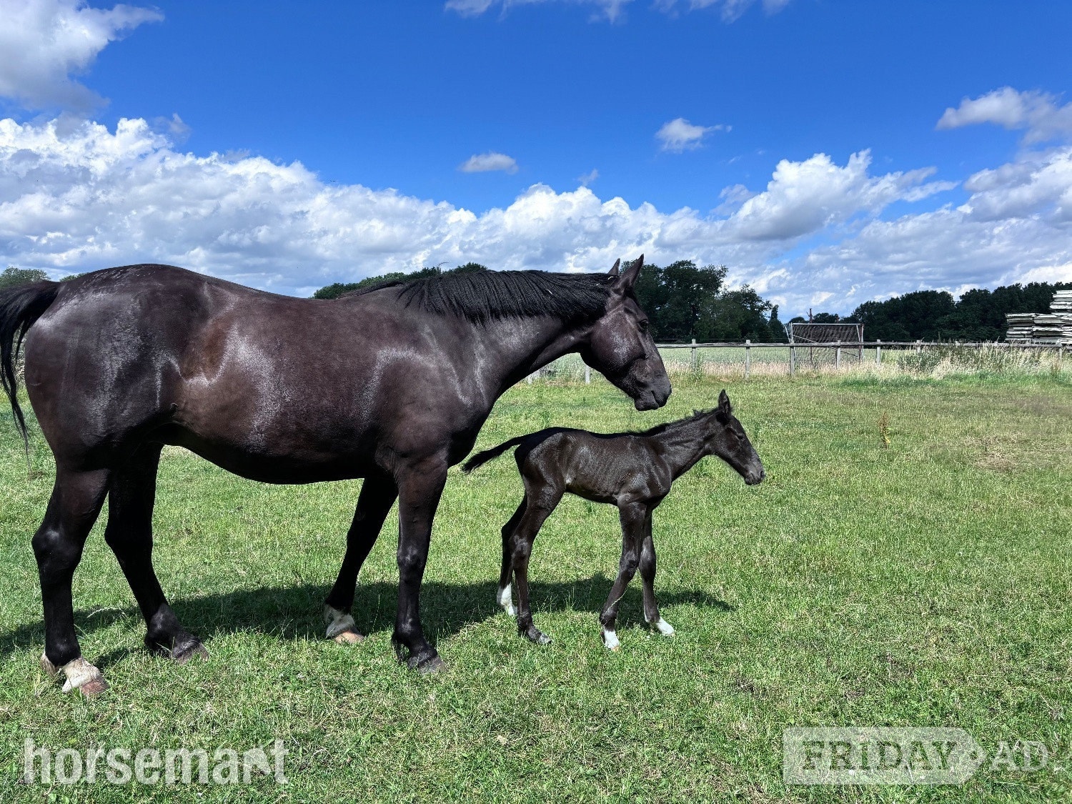 "Pure Irish draught Black Mare with Filly Foal at foot Pure " Black Mare Youngstock / Foal