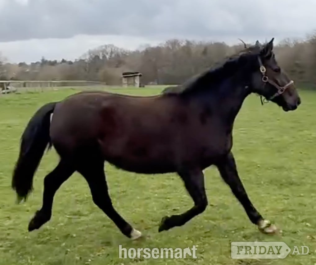 Knutsford "Pure Irish draught Black Mare with Filly Foal at foot Pure " Black Mare Youngstock / Foal