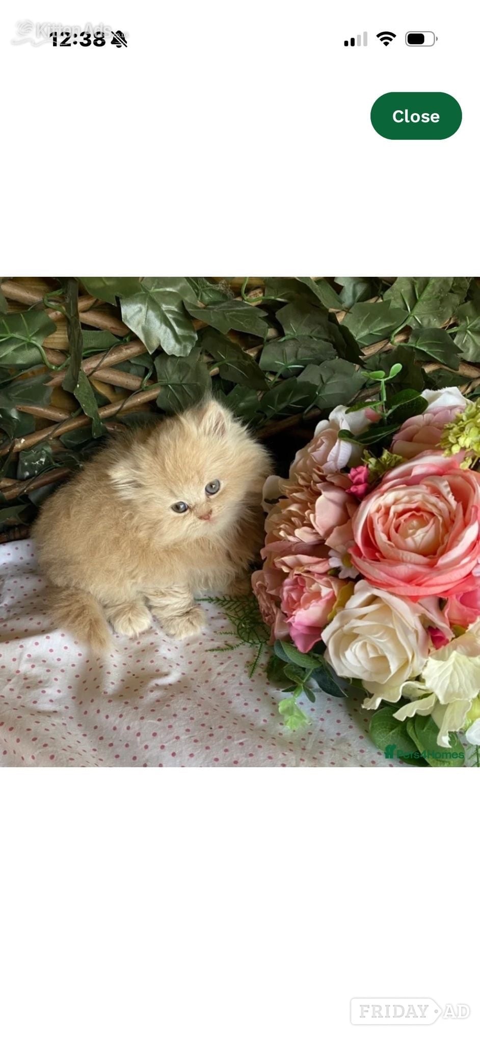 British short and longhaired kittens  in Southampton