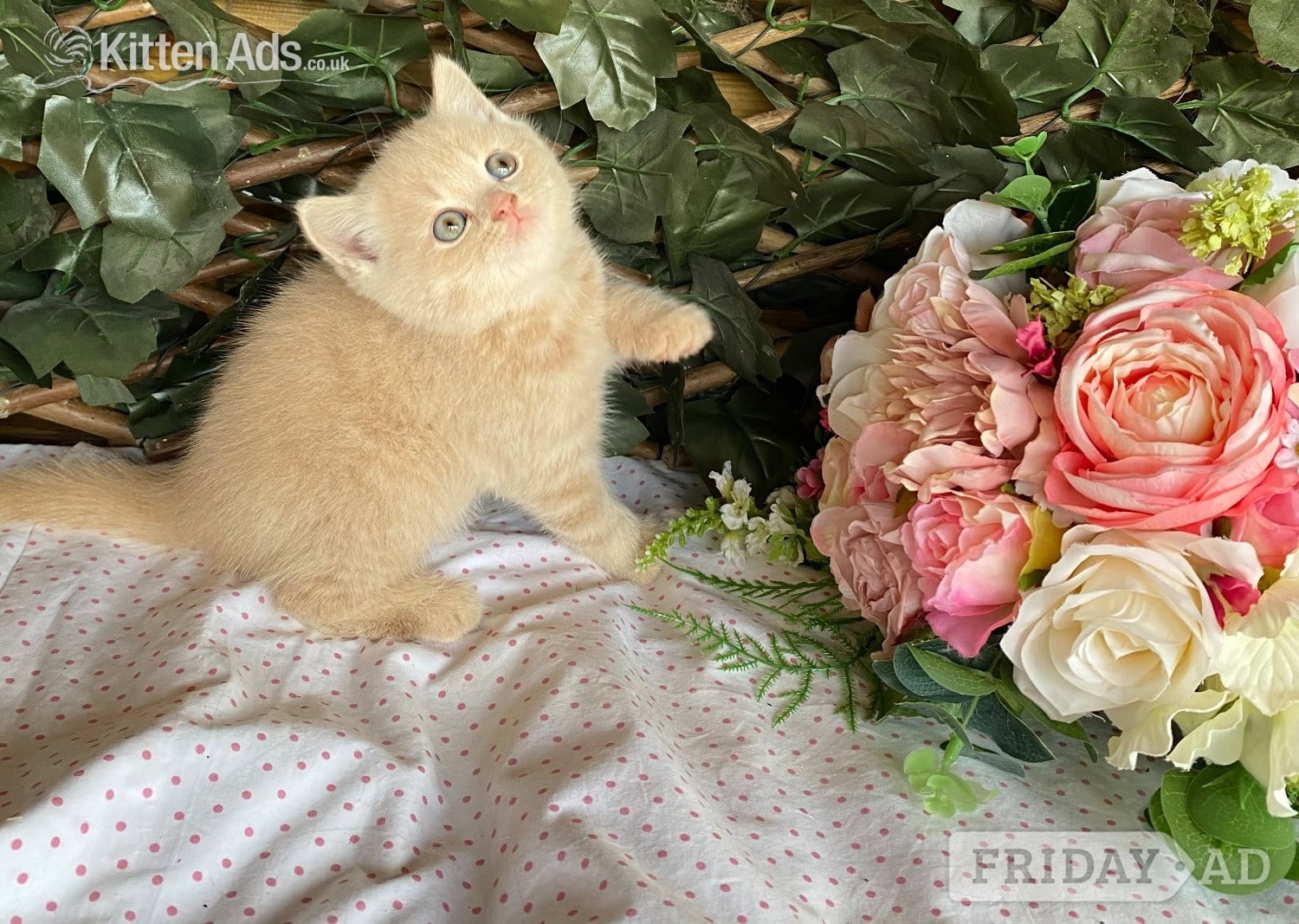 British short and longhaired kittens 