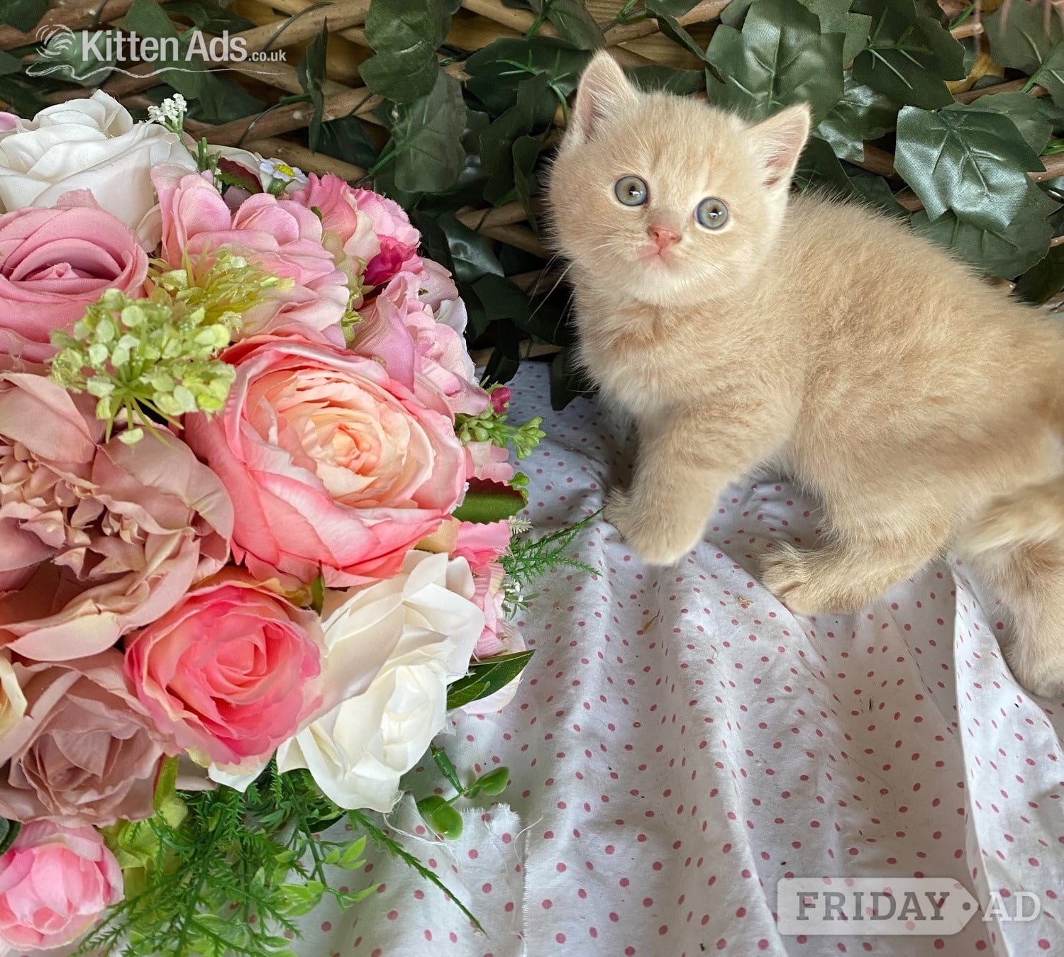 Southampton British short and longhaired kittens 