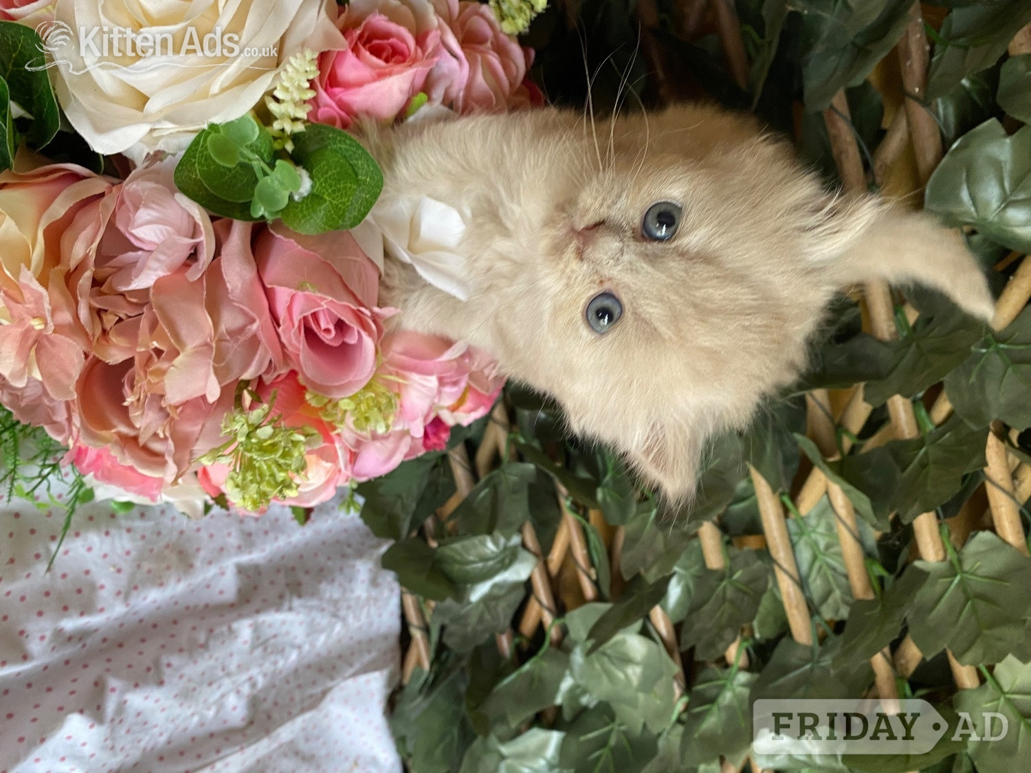 British short and longhaired kittens  - Cats & Kittens in Southampton