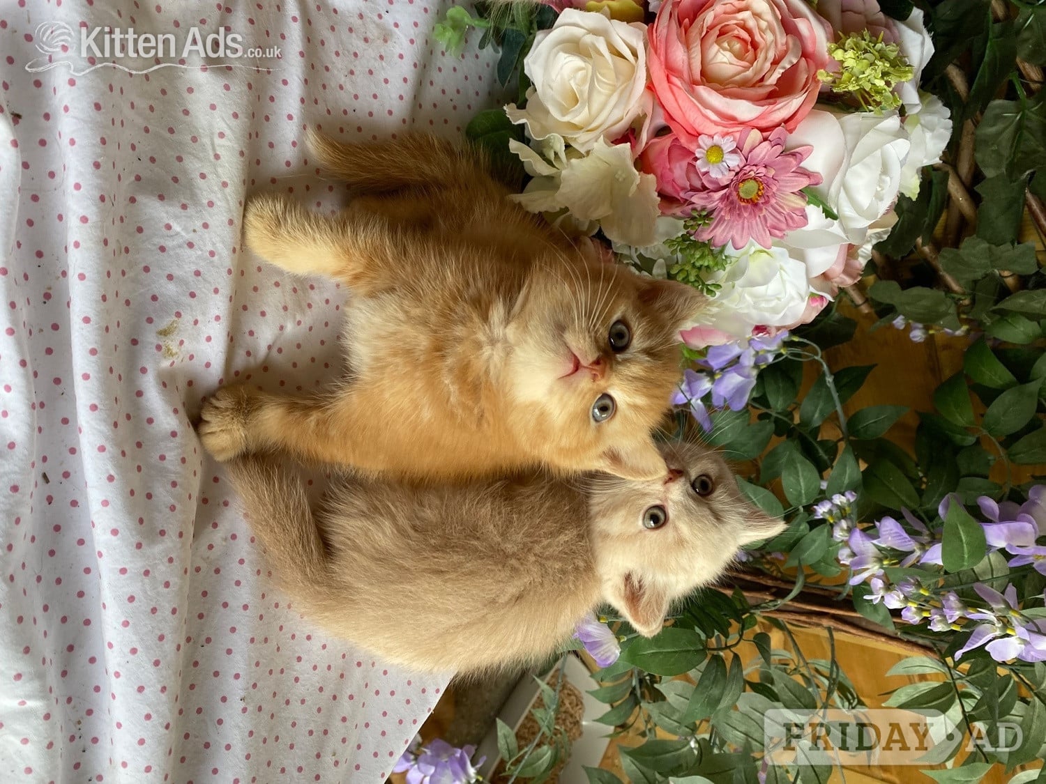 British short and longhaired kittens  - Cats & Kittens