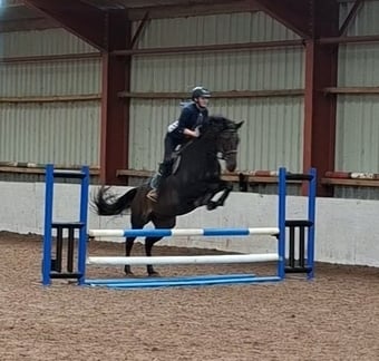 "Grace " Bay Mare All Rounder
