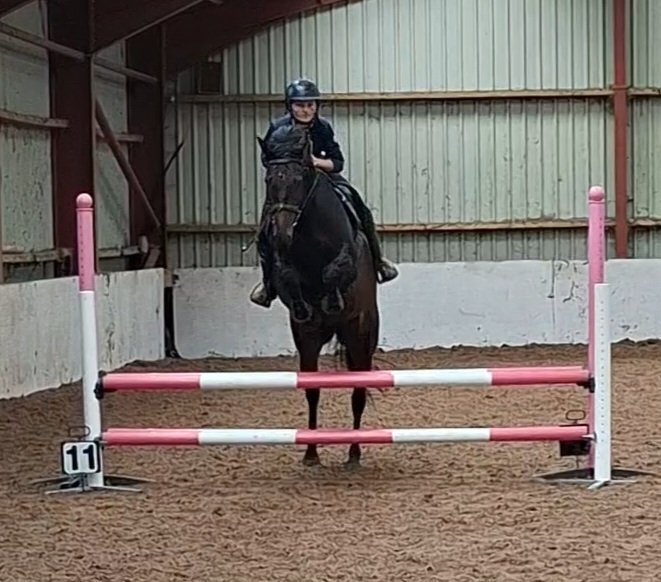 "Grace " Bay Mare All Rounder