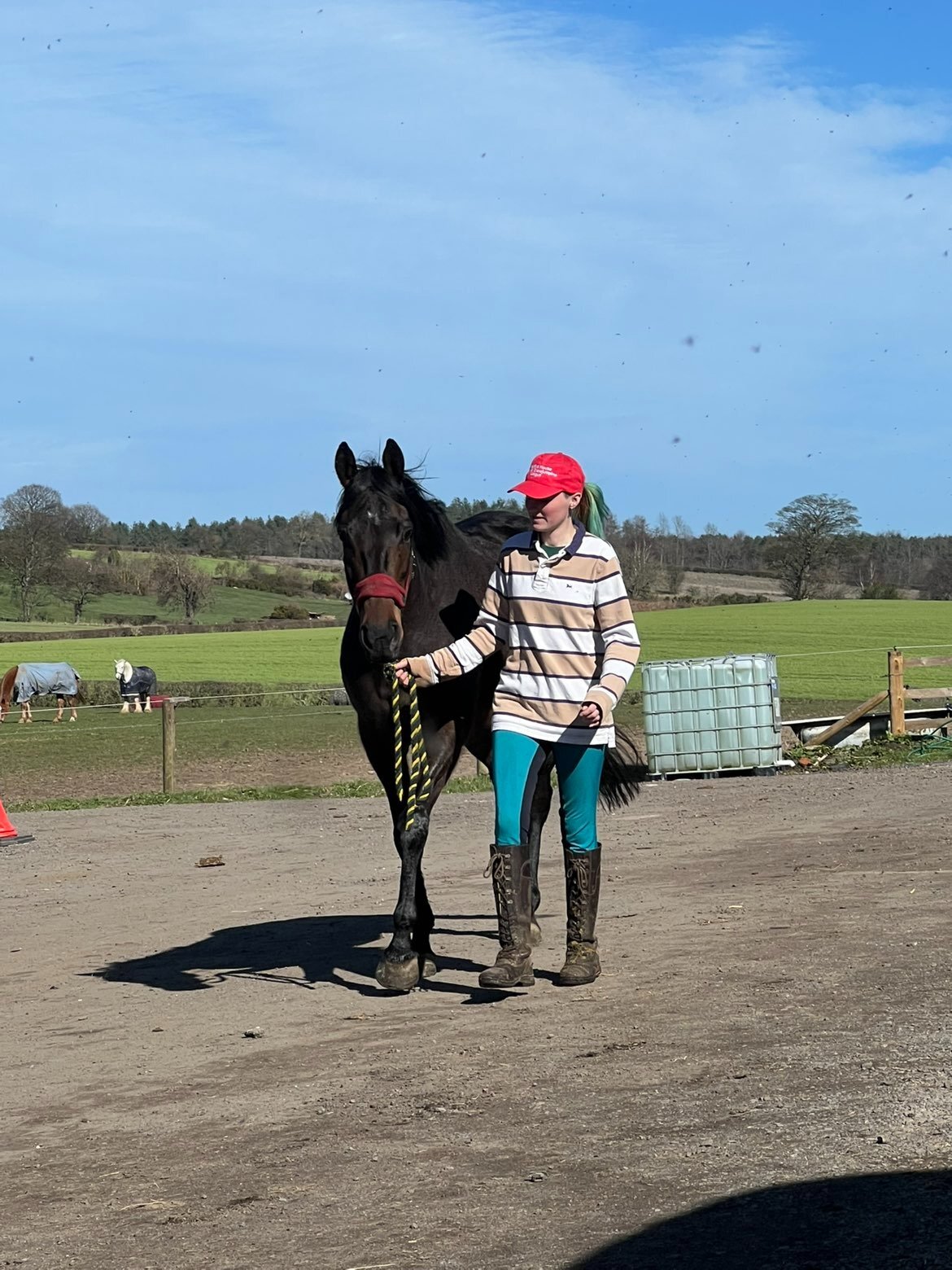Beamish "Grace " Bay Mare All Rounder