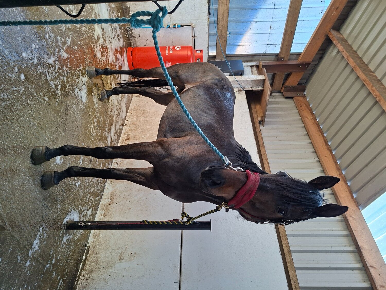 "Grace " Bay Mare All Rounder - Horses in Beamish