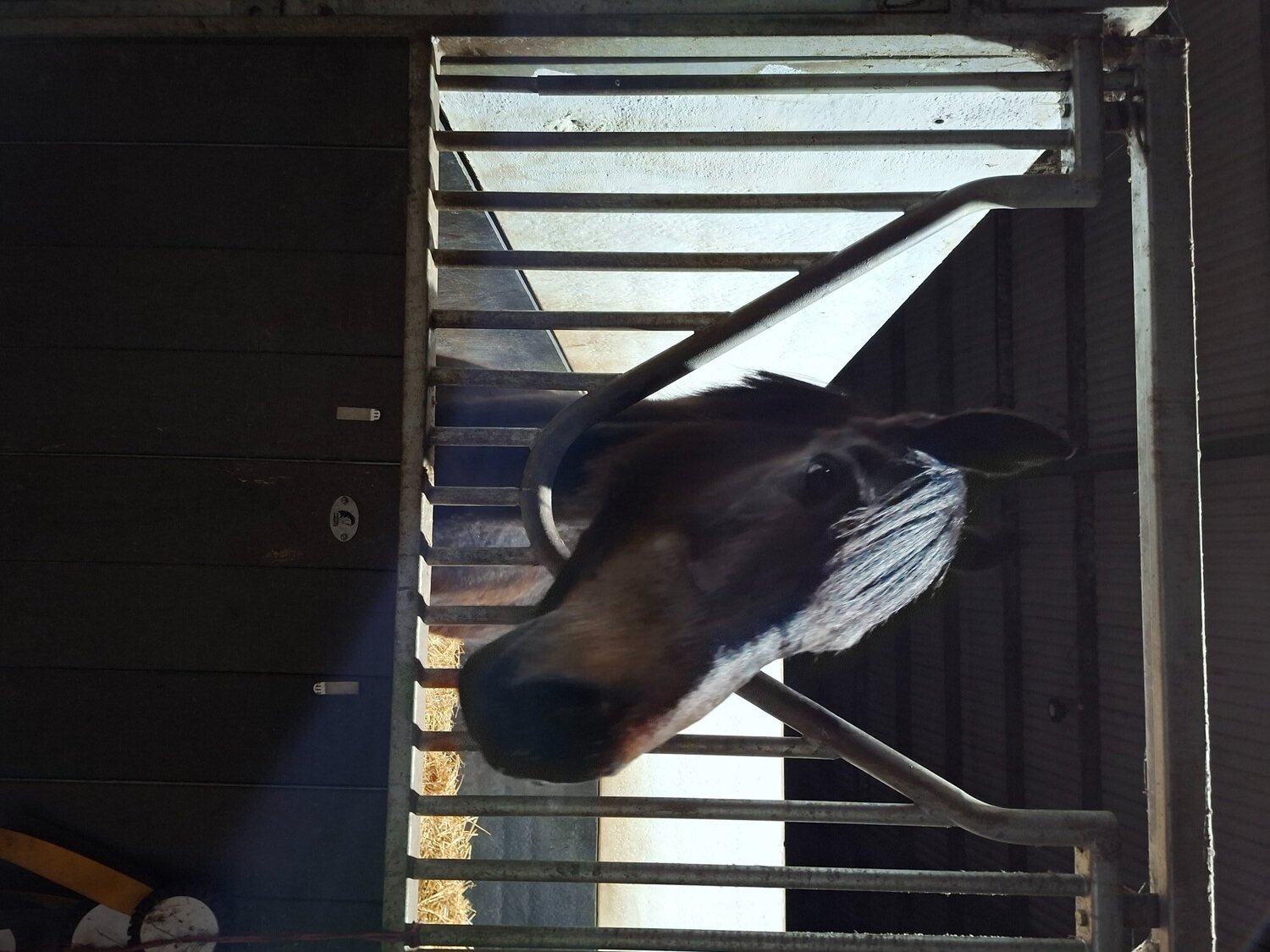 "Grace " Bay Mare All Rounder - Horses