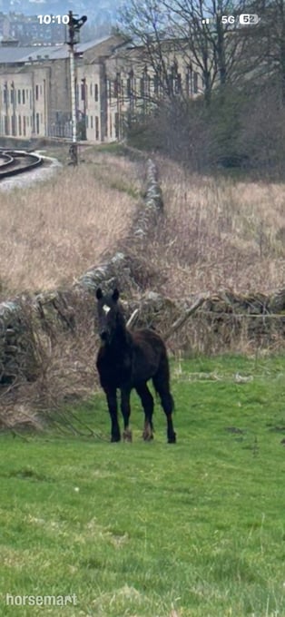 "Toby" Black Colt Youngstock / Foal