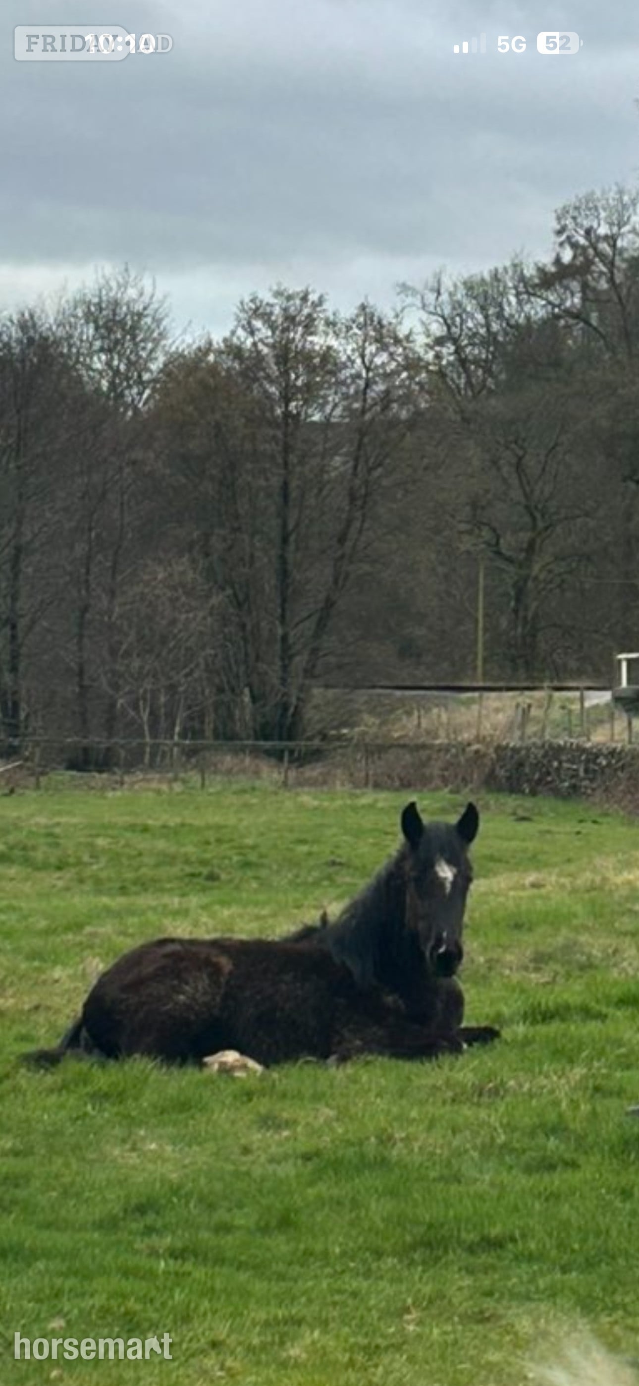 "Toby" Black Colt Youngstock / Foal