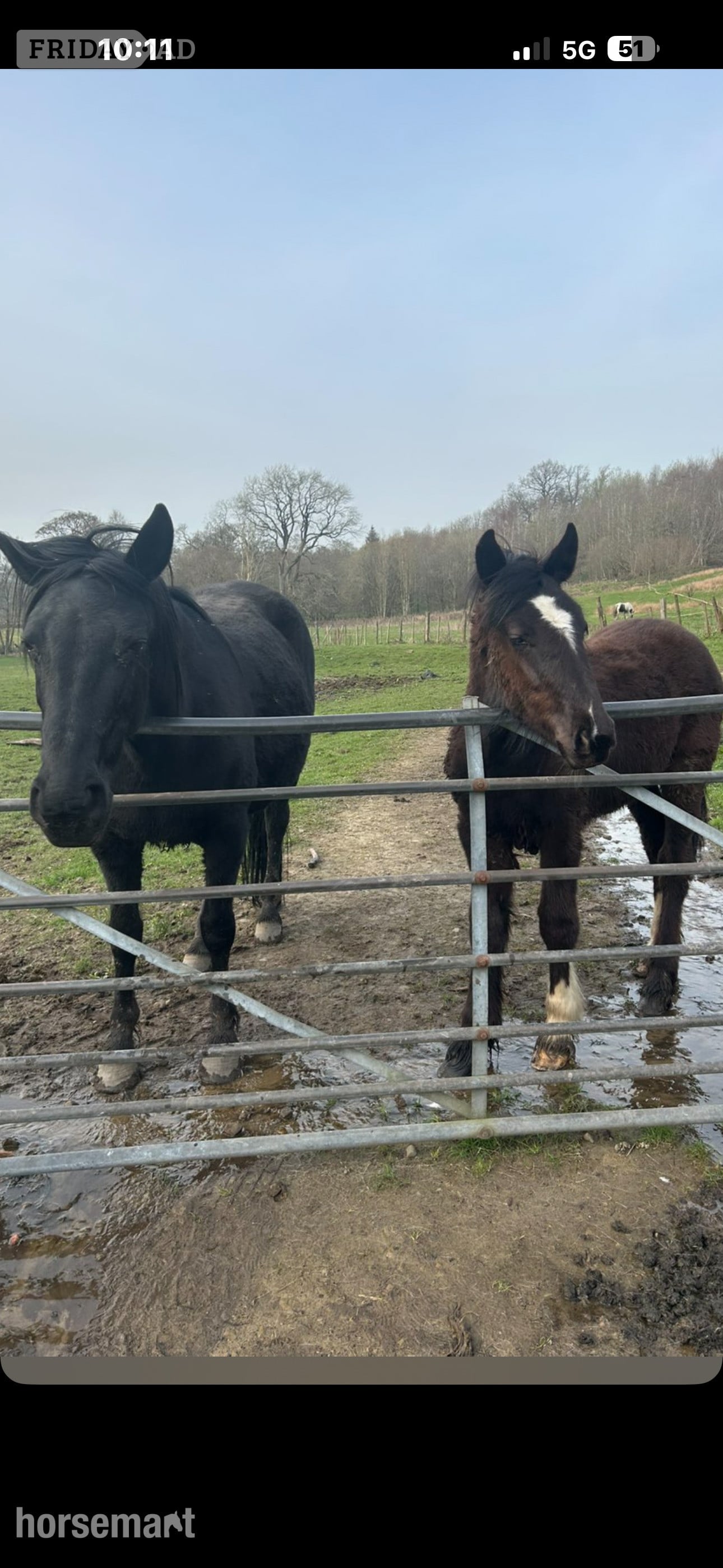 Bradford "Toby" Black Colt Youngstock / Foal