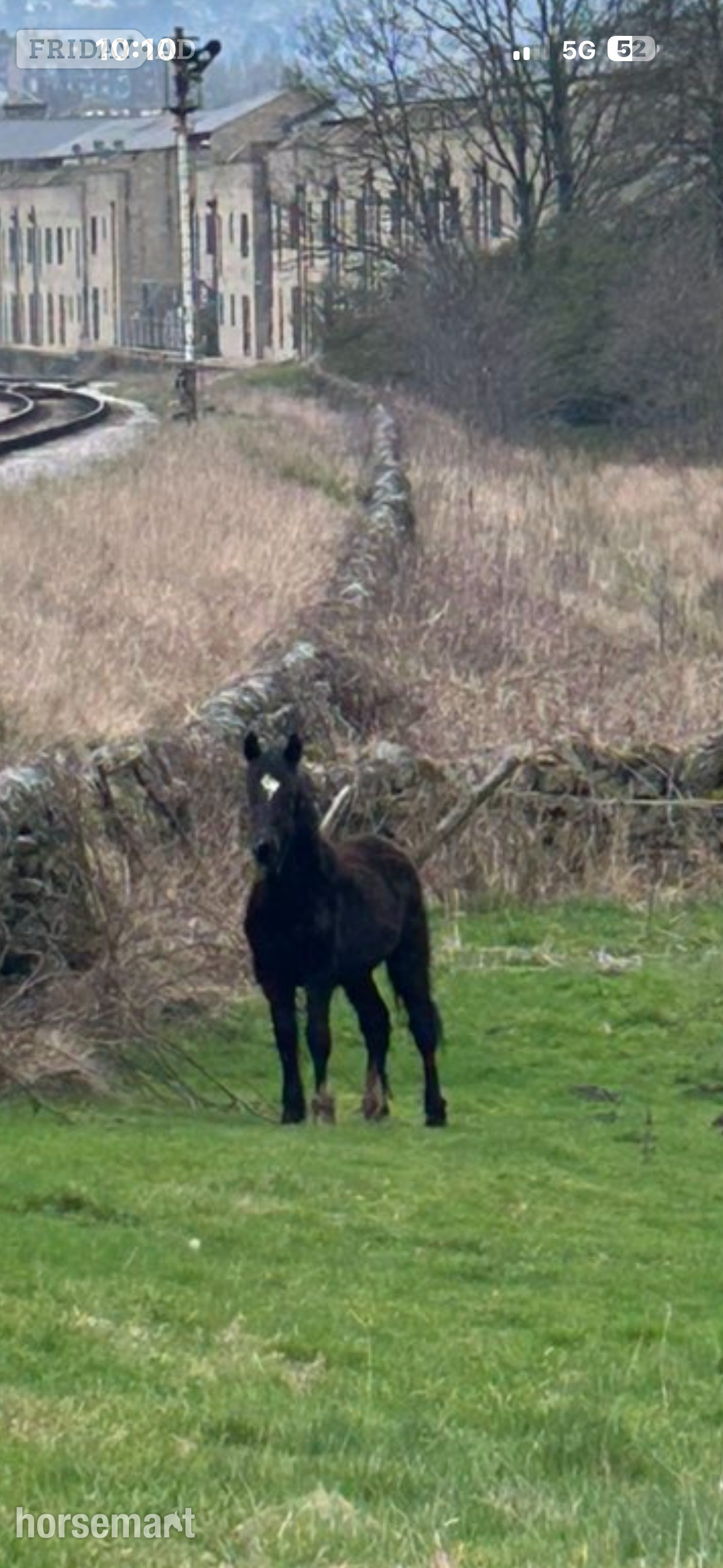 "Toby" Black Colt Youngstock / Foal in Bradford