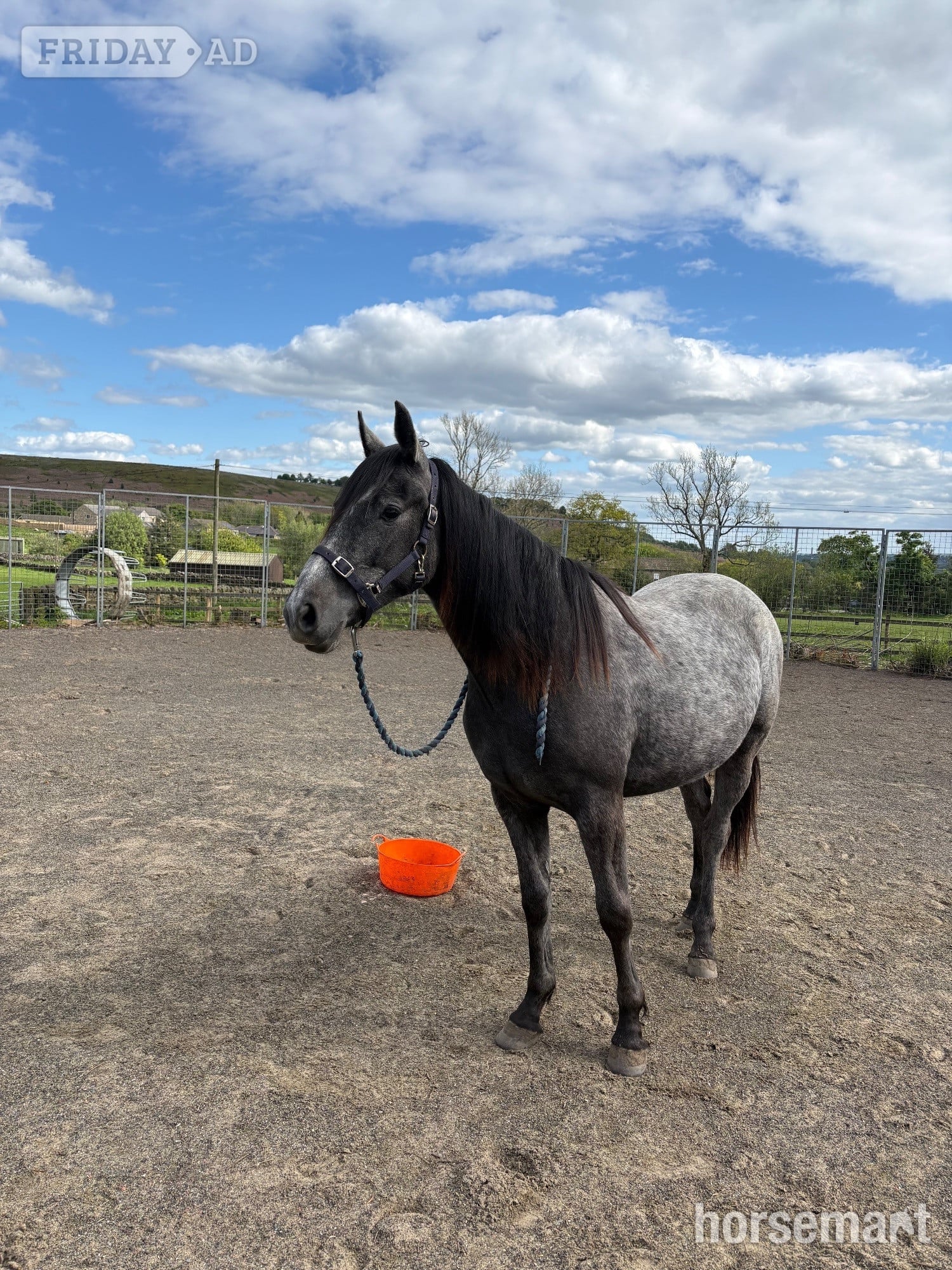 "Willow" Grey Filly Youngstock / Foal - Horses in Bingley