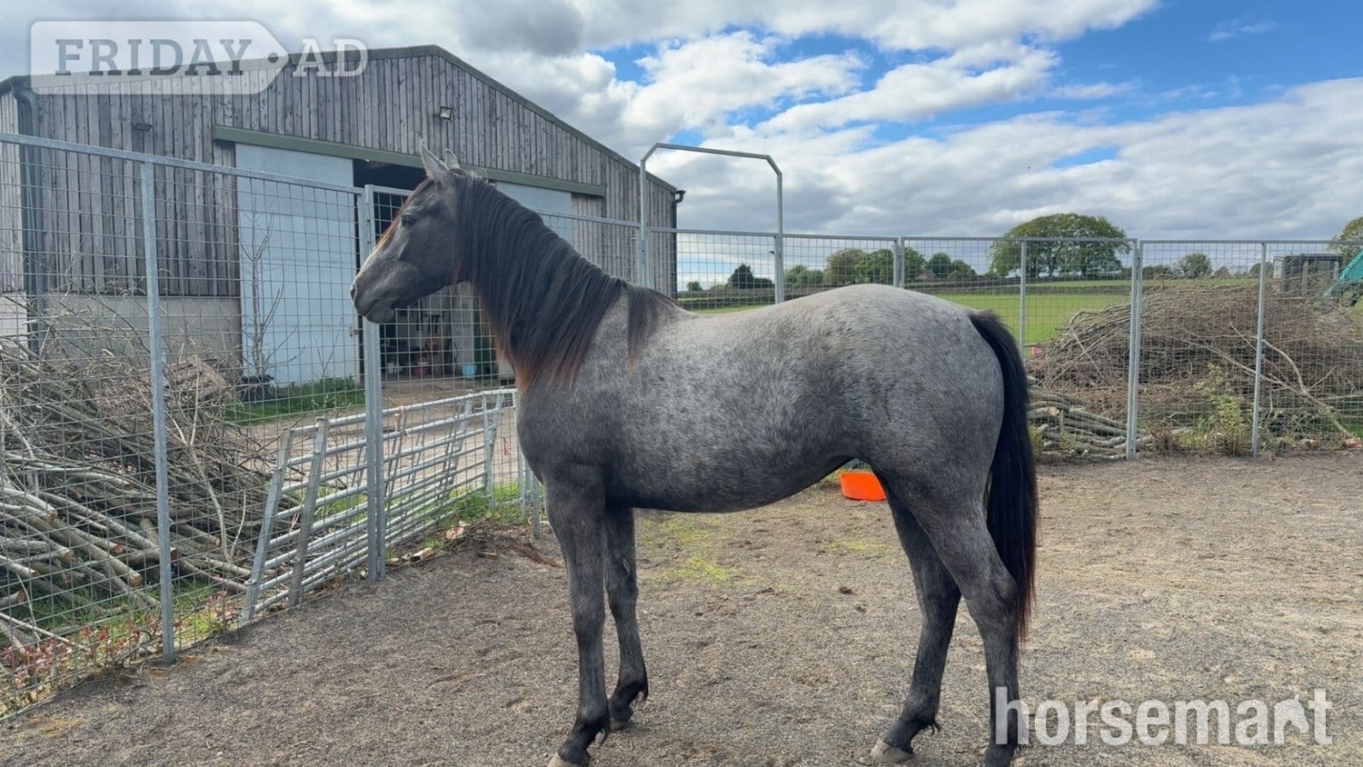 "Willow" Grey Filly Youngstock / Foal